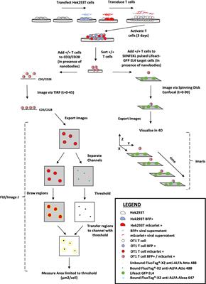 ALFA-PRF: a novel approach to detect murine perforin release from CTLs into the immune synapse